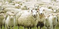 LAST NIGHT I DREAMED OF SEEING A FLOCK OF SHEEP - WHAT DOES THIS MEAN?